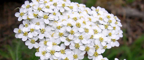 Achillea millefolium
